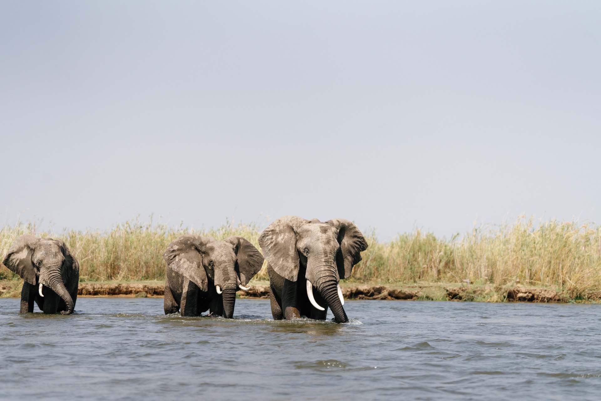 Elephants on a Zambia Luxury Safari